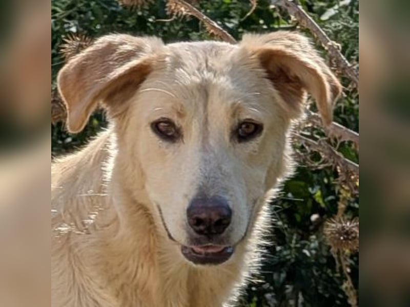 Liova, geb. ca. 10/2024, lebt in GRIECHENLAND, auf einem Gelände, auf dem die Hunde notdürftig verso