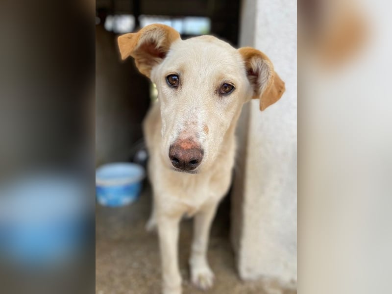 Kalena, geb. ca. 01/2025, lebt in GRIECHENLAND, im städt. Tierheim Serres