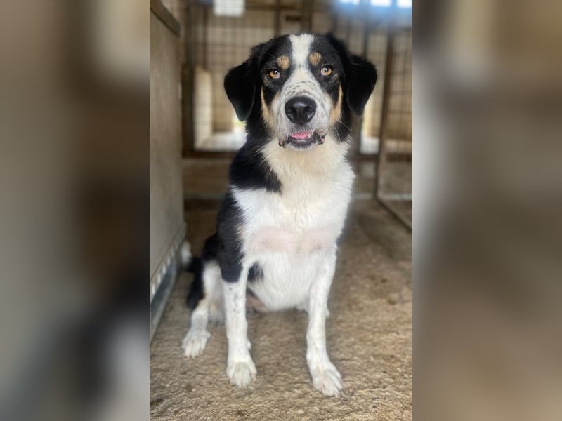 Xanda, geb. ca. 03/2023, lebt in GRIECHENLAND, im städt. Tierheim Serres