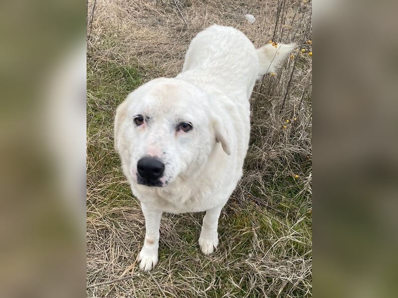 Sanni, geb. ca. 08/2018, lebt in GRIECHENLAND, im städt. Tierheim Serres