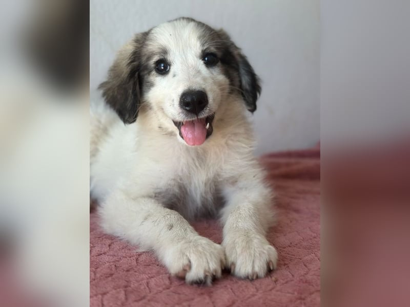 Paloma, geb. ca. 05/2026, lebt in GRIECHENLAND, im städt. Tierheim Serres