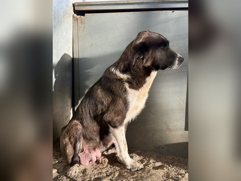 Mère, geb. ca. 03/2023, lebt in GRIECHENLAND, im städt. Tierheim Serres