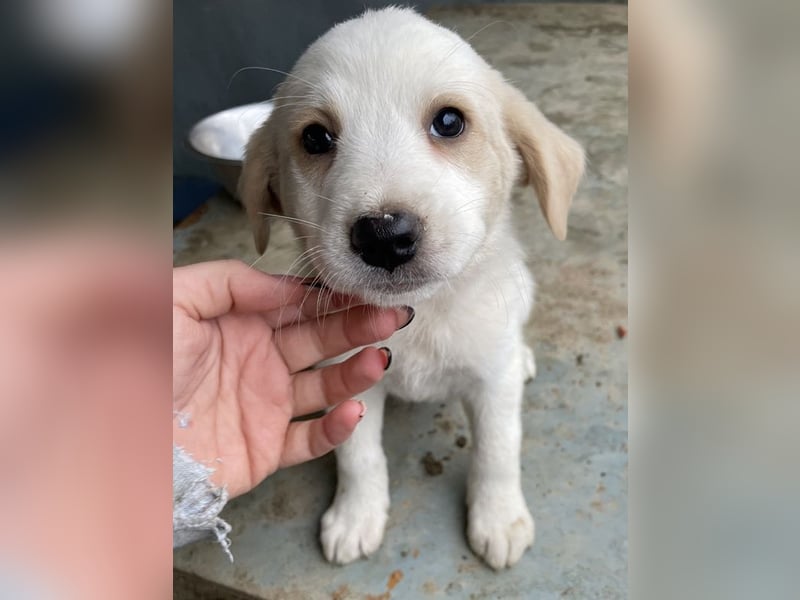 Katy, geb. ca. 11/2025, lebt in GRIECHENLAND, auf einer privaten Pflegestelle