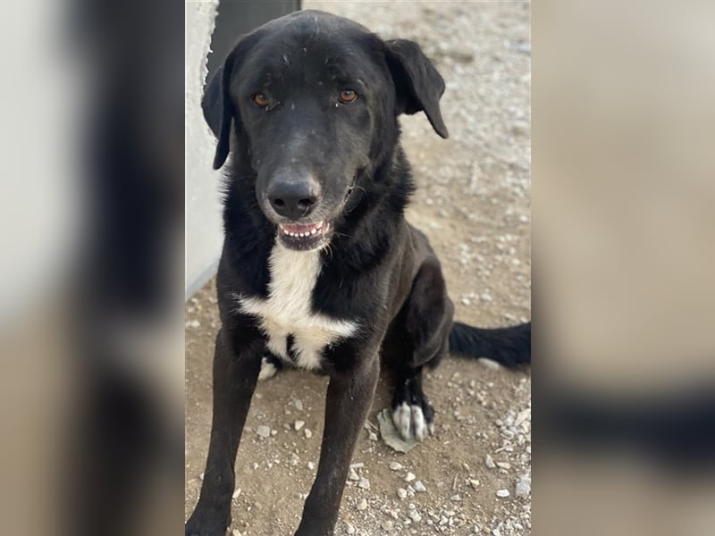 Cupid, geb. ca. 03/2020, lebt in GRIECHENLAND, im städt. Tierheim Serres