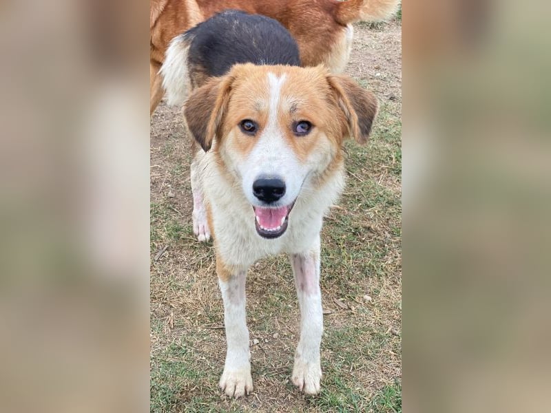 Carys, geb. ca. 10/2024, lebt in GRIECHENLAND, im städt. Tierheim Serres