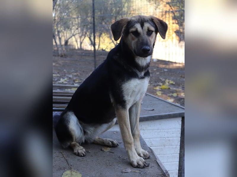 Chita, geb. ca. 05/2024, lebt in GRIECHENLAND, im städt. Tierheim Serres