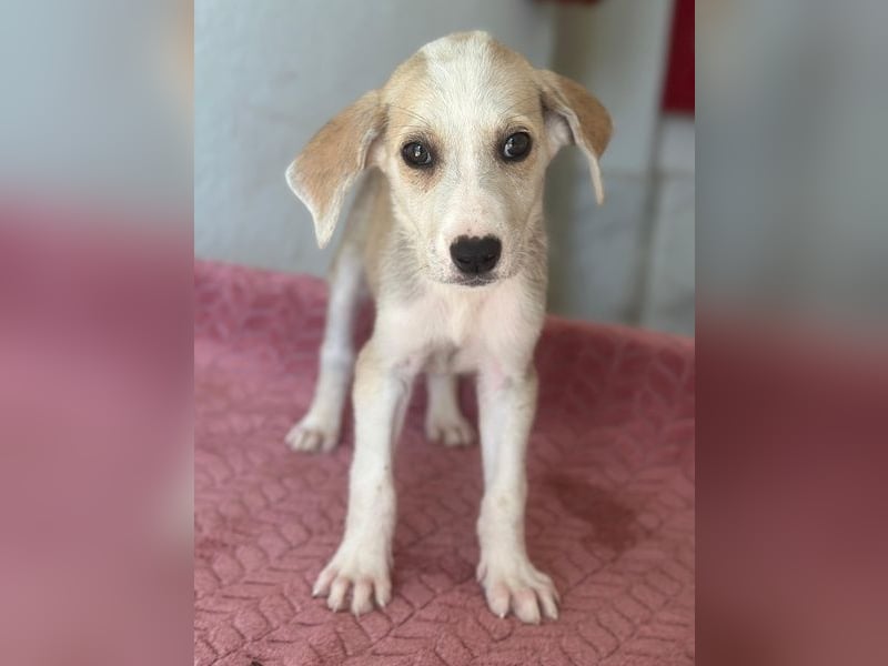Ivy, geb. ca. 05/2026, lebt in GRIECHENLAND, im städt. Tierheim Serres
