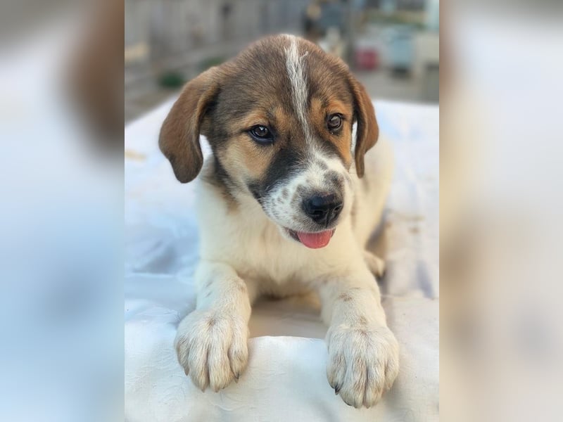 Trine, geb. ca. 05/2025, lebt in GRIECHENLAND, im städt. Tierheim Serres