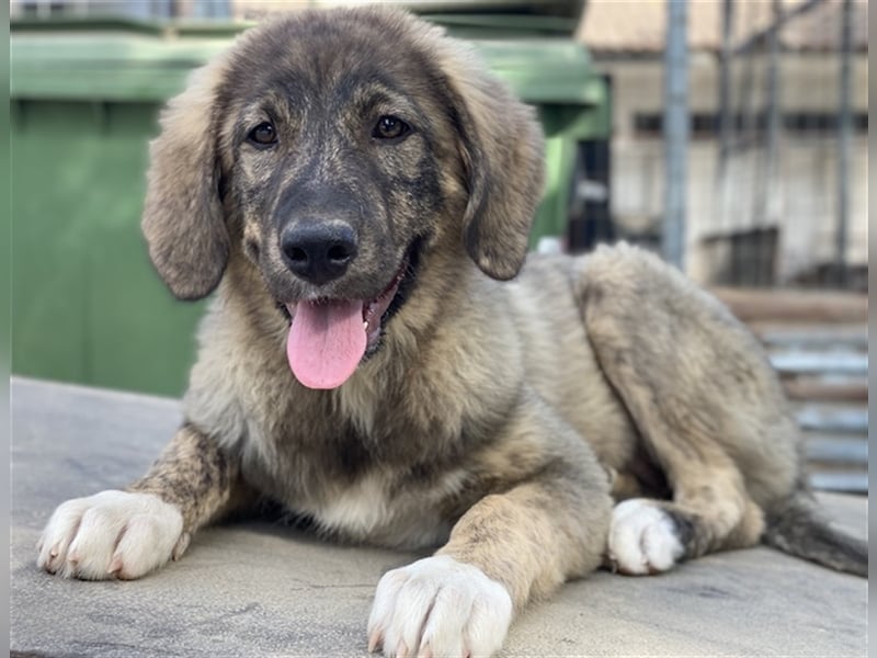 Amelie, geb. ca. 02/2024, lebt in GRIECHENLAND, im städt. Tierheim Serres