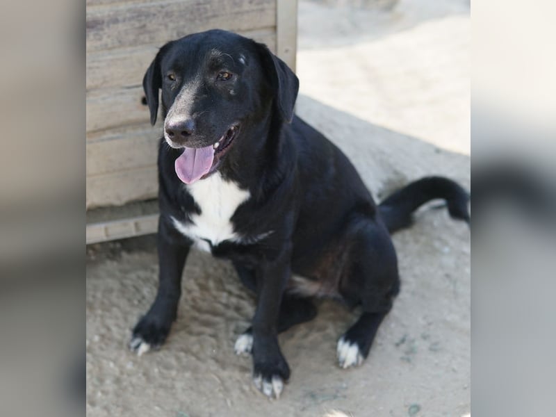 Ria, geb. ca. 10/2024, lebt in GRIECHENLAND, im städt. Tierheim Serres