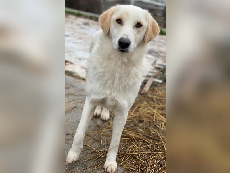 Nami, geb. ca. 12/2019, lebt in GRIECHENLAND, im städt. Tierheim Serres