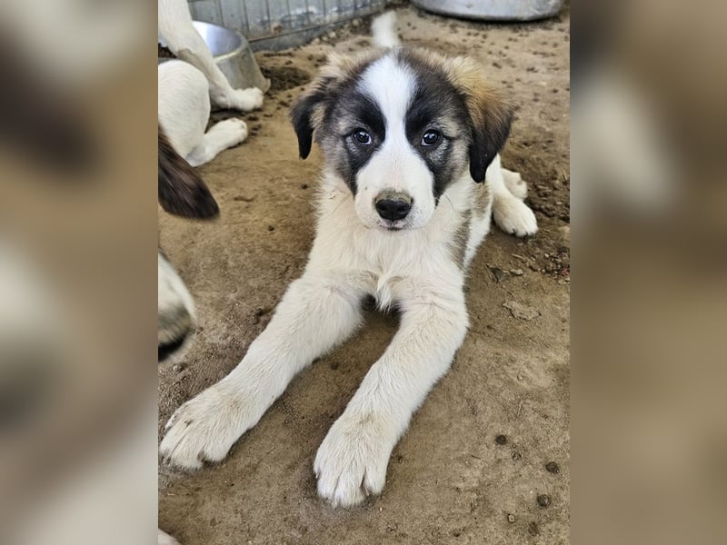 Lexya, geb. ca. 02/2025, lebt in GRIECHENLAND, auf einer privaten Pflegestelle