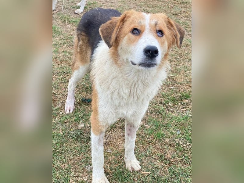 Carys, geb. ca. 10/2024, lebt in GRIECHENLAND, im städt. Tierheim Serres