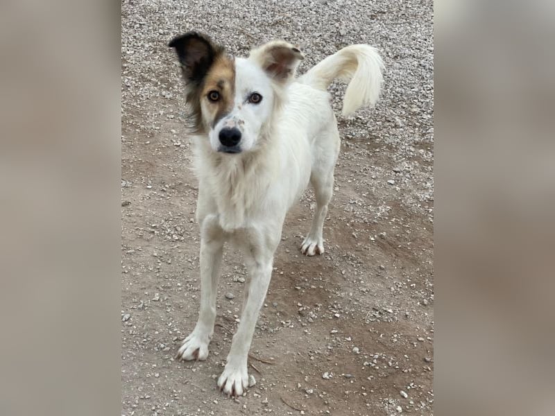 Motti, geb. ca. 07/2023, lebt in GRIECHENLAND, im städt. Tierheim Serres