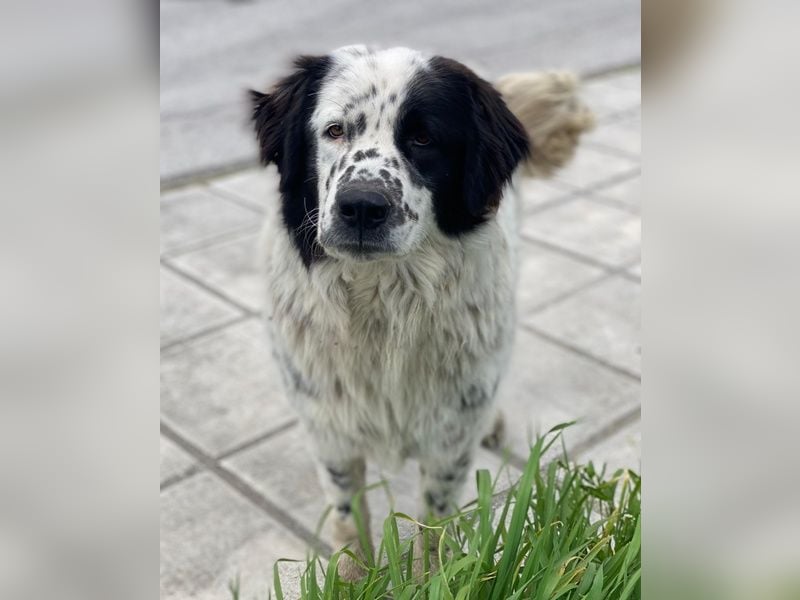 Blossom, geb. ca. 09/2024, lebt in GRIECHENLAND, beim städt. Tierheim Serres