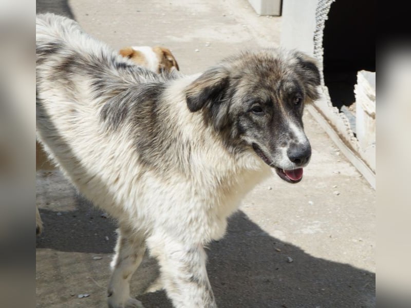 Ludmilla, geb. ca. 05/2025, lebt in GRIECHENLAND, im städt. Tierheim Serres