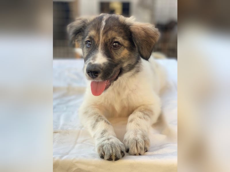 Ludmilla, geb. ca. 05/2025, lebt in GRIECHENLAND, im städt. Tierheim Serres