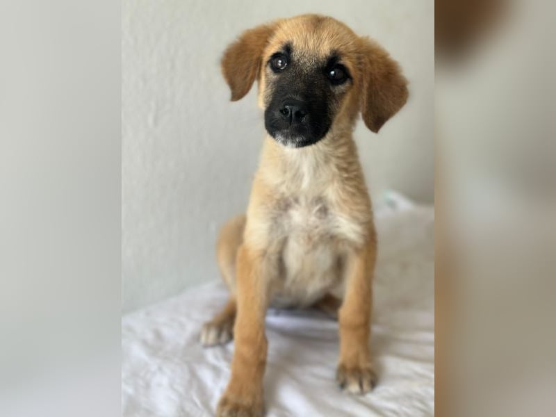 Cindy, geb. ca. 03/2026, lebt in GRIECHENLAND, im städt. Tierheim Serres