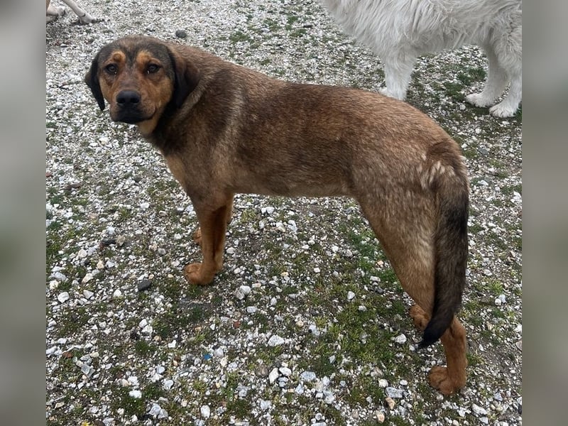 Valmira, geb. ca. 05/2024, lebt in GRIECHENLAND, auf einem Gelände, auf dem die Hunde notdürftig ver