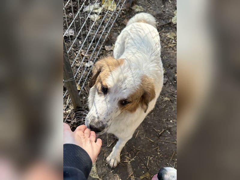 Melania, geb. ca. 01/2024, lebt in GRIECHENLAND, im städt. Tierheim Serres