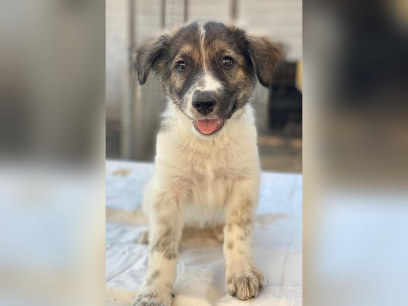 Ludmilla, geb. ca. 05/2025, lebt in GRIECHENLAND, im städt. Tierheim Serres