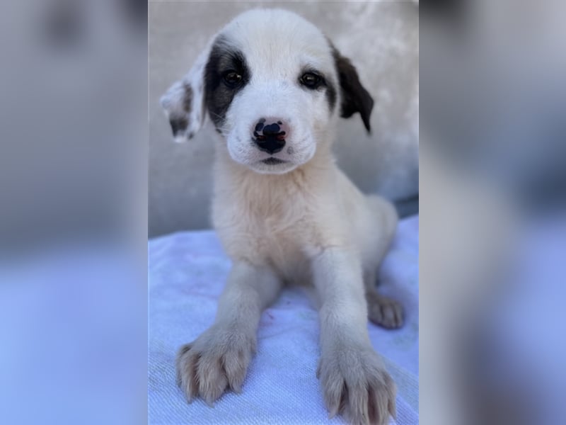Alain, geb. ca. 06/2023, lebt in GRIECHENLAND, im städt. Tierheim Serres