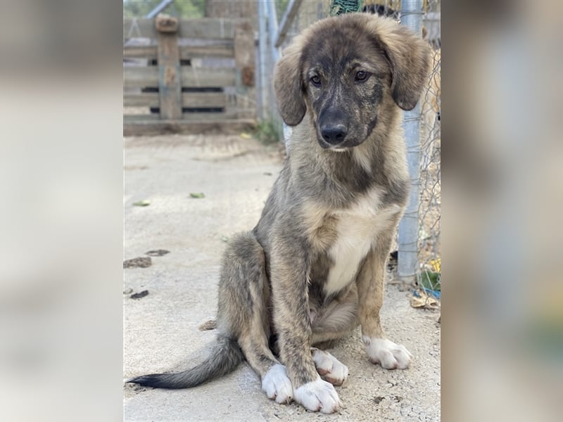 Amelie, geb. ca. 02/2024, lebt in GRIECHENLAND, im städt. Tierheim Serres
