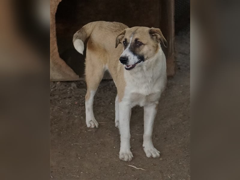 Jeanie, geb. ca. 05/2023, lebt in GRIECHENLAND, im städt. Tierheim Serres