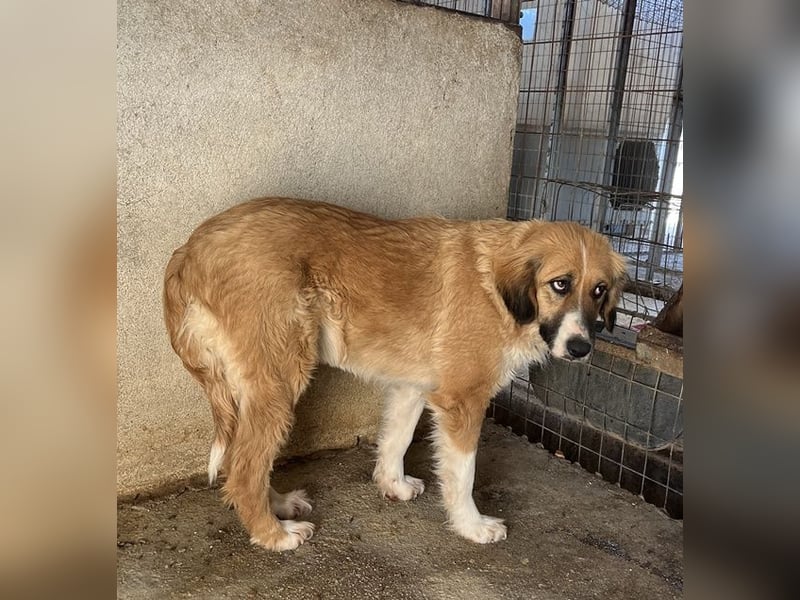 Blümchen, geb. ca. 08/2024, lebt in GRIECHENLAND, im städt. Tierheim Serres