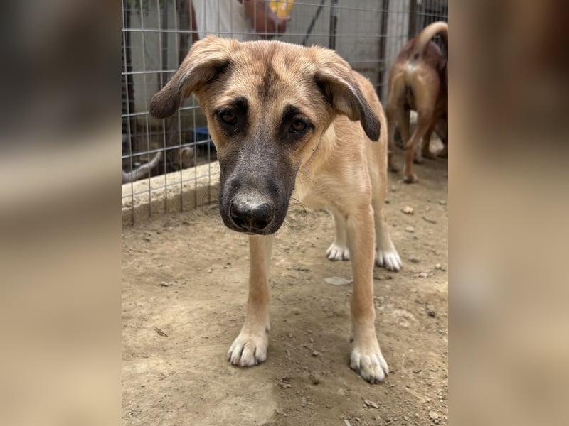 Heraya, geb. ca. 02/2025, lebt in GRIECHENLAND, auf einer privaten Pflegestelle