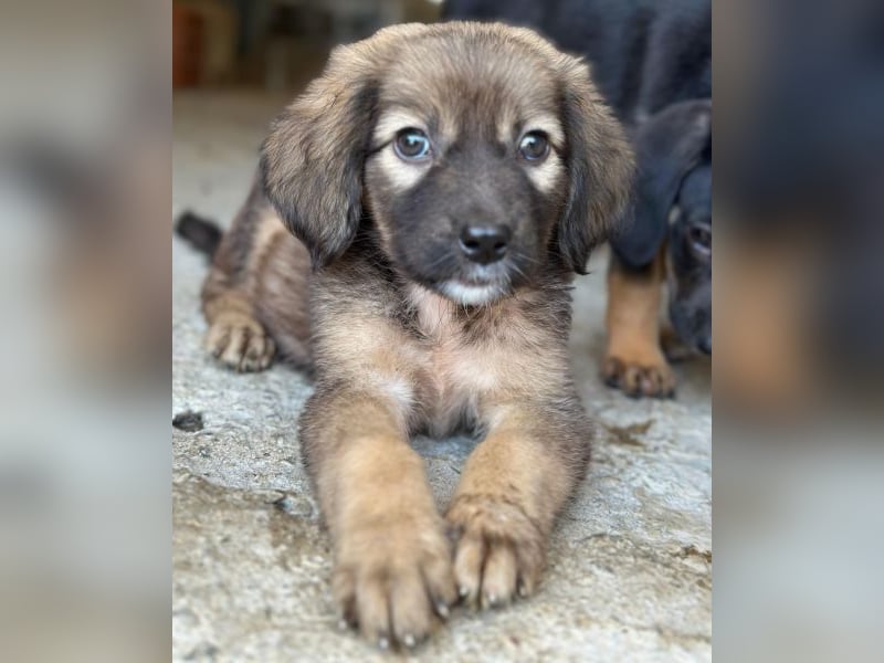 Harissa, geb. ca. 05/2026, lebt in GRIECHENLAND, im städt. Tierheim Serres