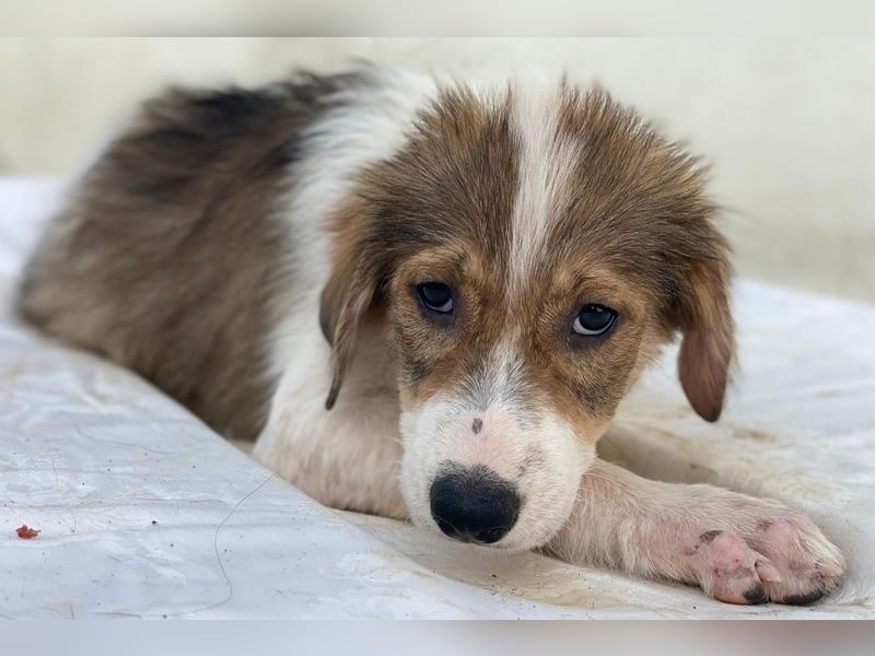 Niva, geb. ca. 05/2025, lebt in GRIECHENLAND, im städt. Tierheim Serres