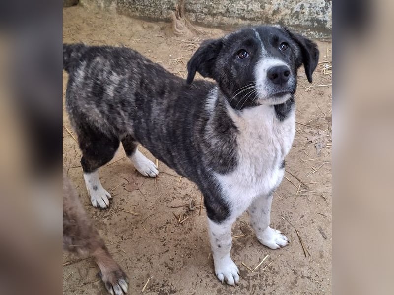 Tsuki, geb. ca. 04/2025, lebt in GRIECHENLAND, auf einer privaten Pflegestelle