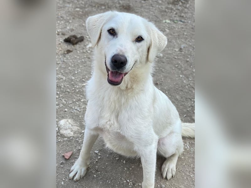 Aspra, geb. ca. 05/2023, lebt in GRIECHENLAND, im städt. Tierheim Serres