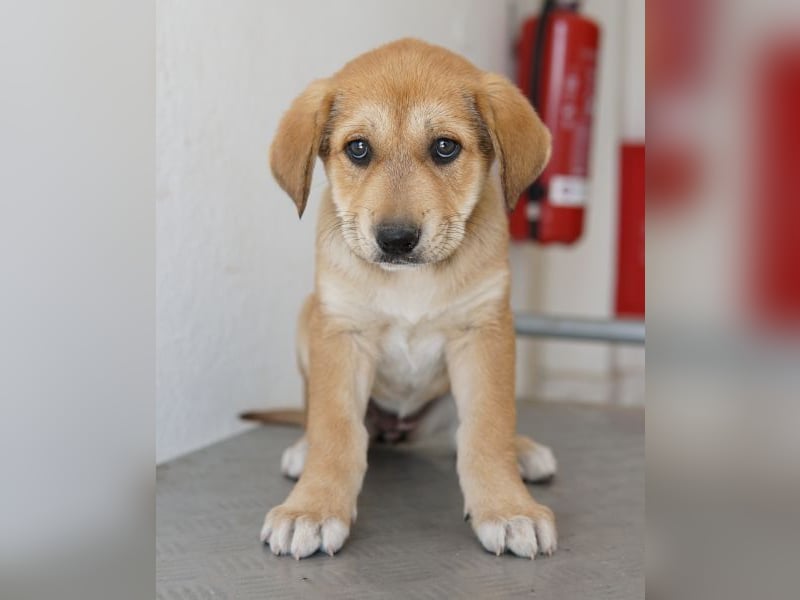 Krissy, geb. ca. 12/2025, lebt in GRIECHENLAND, auf einer privaten Pflegestelle