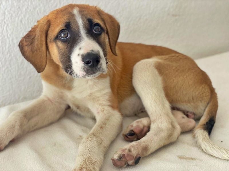 Juno, geb. 03/2025, lebt in GRIECHENLAND, im städt. Tierheim Serres