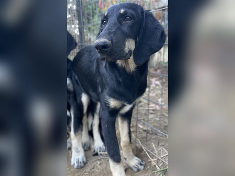 Blueberry, geb. ca. 06/2023, lebt in GRIECHENLAND, auf einer privaten Pflegestelle