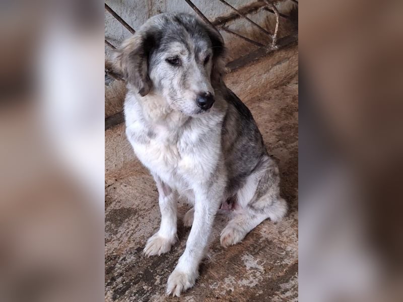 Taika, geb. ca. 07/2024, lebt in GRIECHENLAND, auf einer privaten Pflegestelle