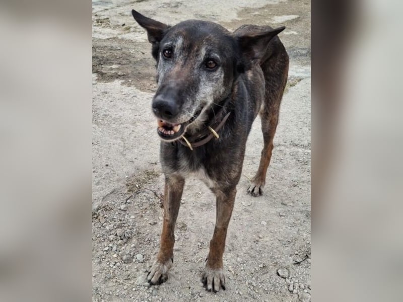 Priyanka, geb. ca. 03/2017, lebt in GRIECHENLAND, auf einer privaten Pflegestelle