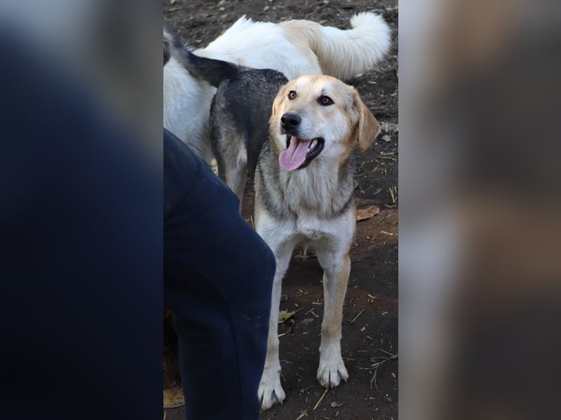 Ciri, geb. ca. 05/2024, lebt in GRIECHENLAND, im städt. Tierheim Serres