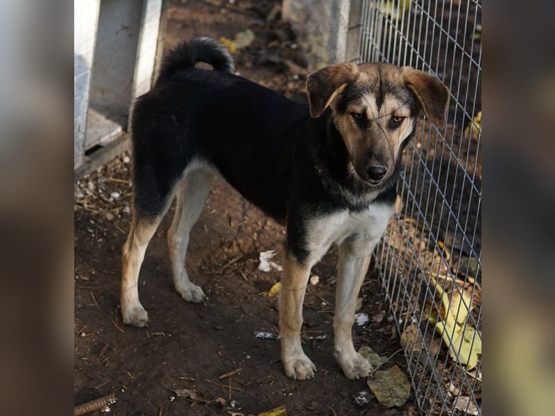 Chita, geb. ca. 05/2024, lebt in GRIECHENLAND, im städt. Tierheim Serres