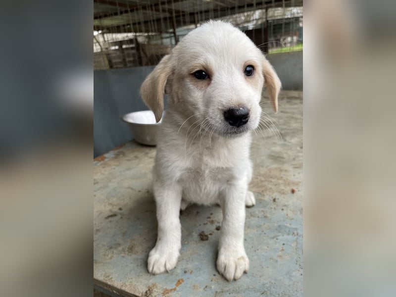 Katy, geb. ca. 11/2025, lebt in GRIECHENLAND, auf einer privaten Pflegestelle