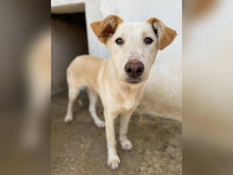 Kalena, geb. ca. 01/2025, lebt in GRIECHENLAND, im städt. Tierheim Serres