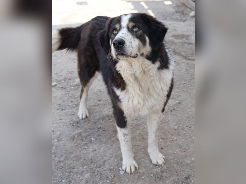 Xanda, geb. ca. 03/2023, lebt in GRIECHENLAND, im städt. Tierheim Serres