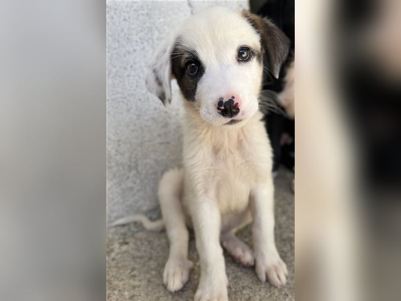 Alain, geb. ca. 06/2023, lebt in GRIECHENLAND, im städt. Tierheim Serres