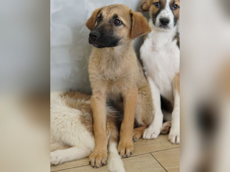 Anja, geb. ca. 12/2025, lebt in GRIECHENLAND, auf einer privaten Pflegestelle