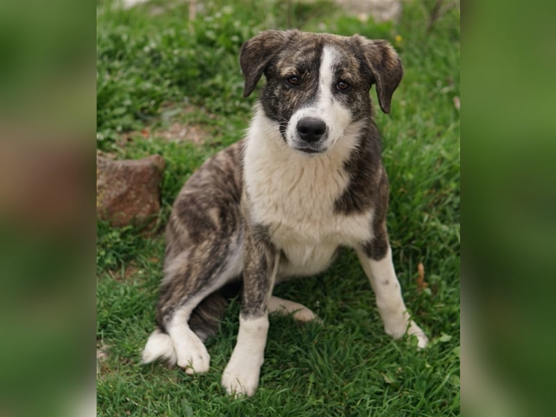 Paula, geb. ca. 07/2023, lebt in GRIECHENLAND, auf einem Gelände, auf dem die Hunde notdürftig verso