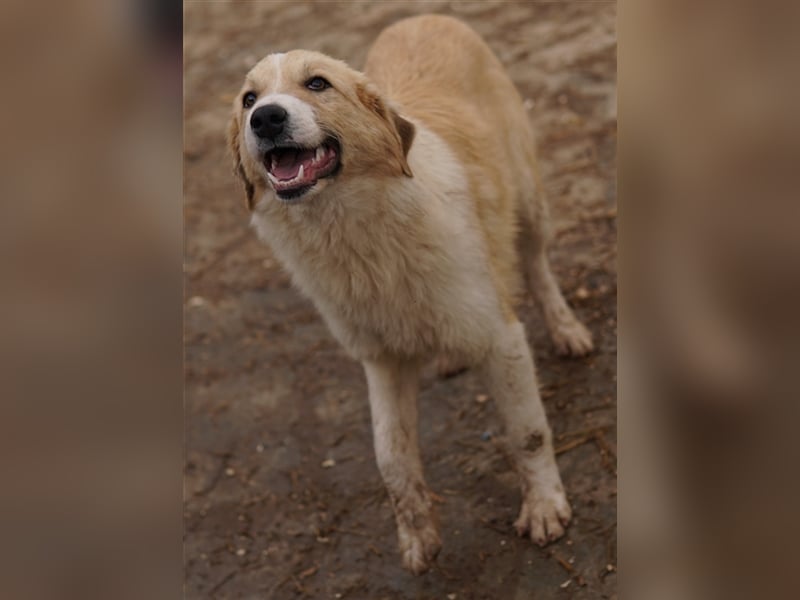 Alrakis, geb. ca. 07/2023, lebt in GRIECHENLAND, auf einer privaten Pflegestelle