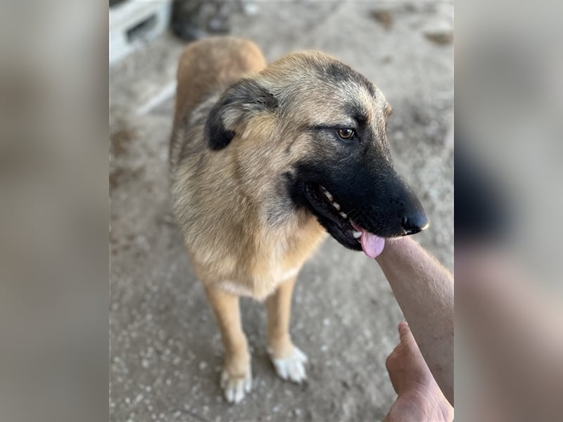 Thumper, geb. ca. 01/2022, lebt in GRIECHENLAND, im städt. Tierheim Serres