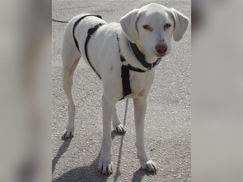 Hammy, geb. ca. 10/2022, lebt in GRIECHENLAND, auf einer privaten Pflegestelle